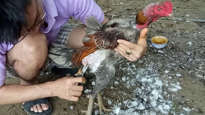 Cắt Tỉa Phần Nách Non Và Hông Gà Chọi