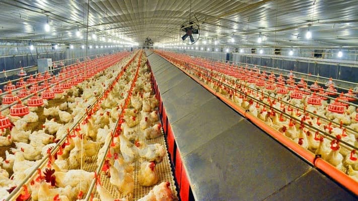 hướng dẫn các bước lắp đặt núm uống cho gà