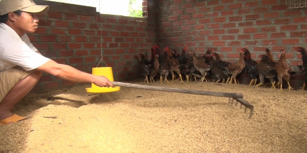 hướng dẫn kỹ thuật làm đệm lót sinh học trong chăn nuôi gà