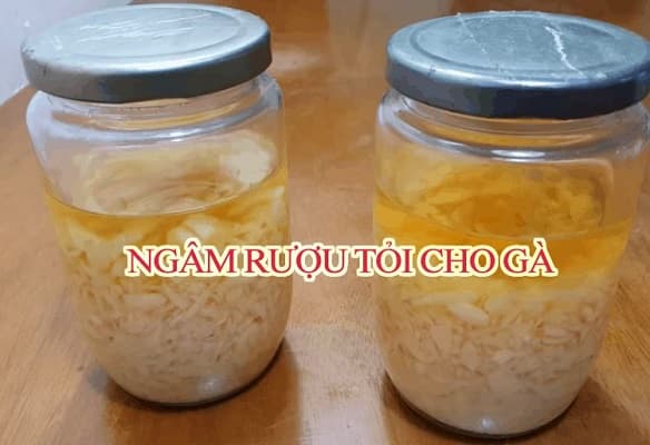 rượu tỏi giúp tăng cường miễn dịch cho gà