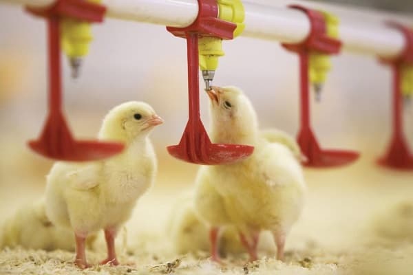 vì sao cần sử dụng núm uống cho gà