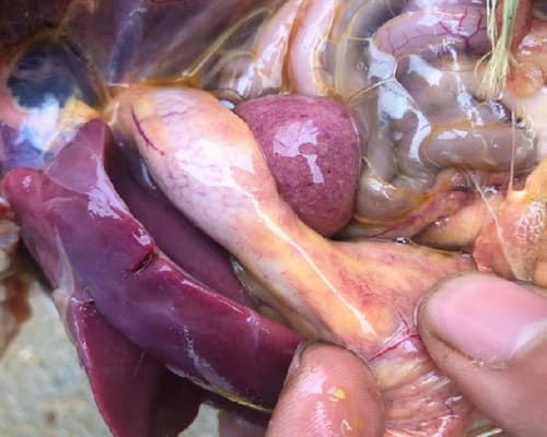 bệnh cầu trùng ruột nọn ở gà