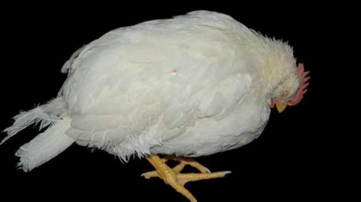 cách tiêm kháng thể gum cho gà