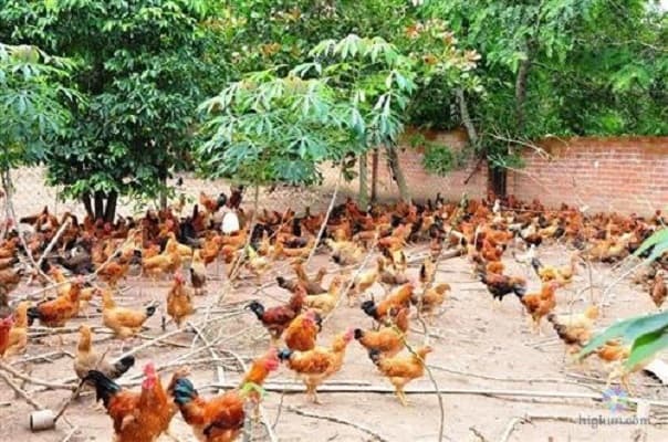 cách xác định mật độ nuôi gà