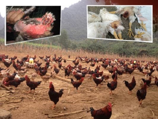 gà mổ lông nhau từ quá trình chăn nuôi