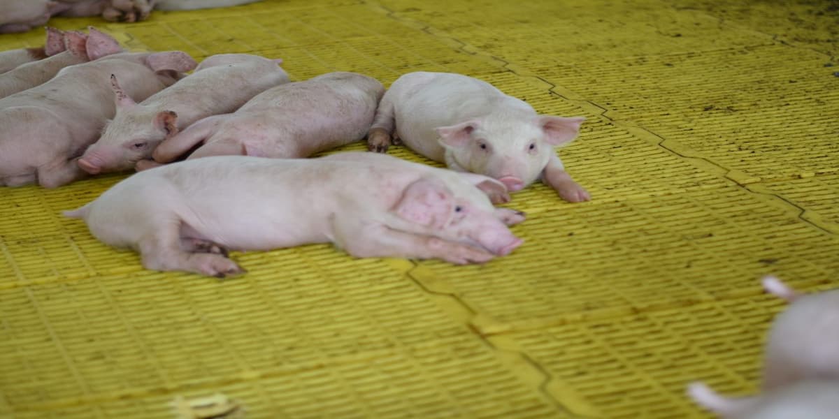 kìm bấm đuôi heo