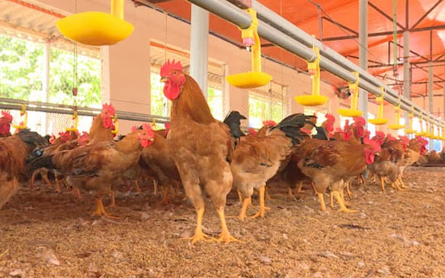 lợi ích khi sử dụng đệm lót sinh học trong chăn nuôi gà