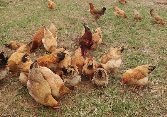 nuôi gà trên nền đất khiến gà dễ mắc bệnh