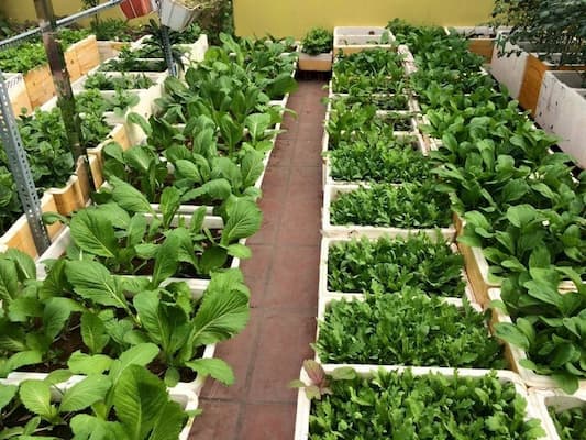 nuôi gà trên sân thượng kết hợp trồng rau sạch