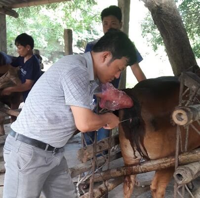phương pháp thụ tinh nhân tạo cho bò