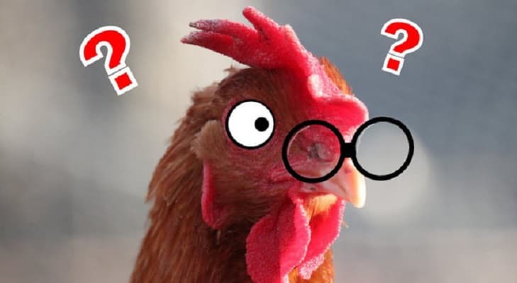 tại sao phải đeo kính cho gà