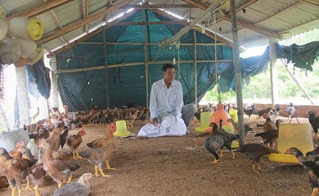 tìm hiểu về đệm lót sinh học trong chăn nuôi gà
