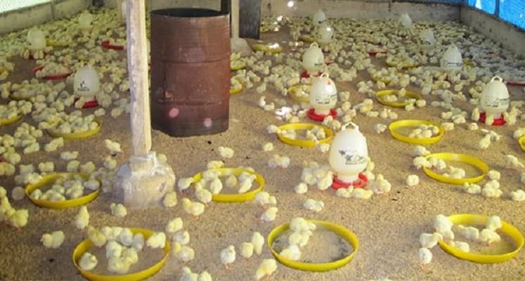 vệ sinh phòng bệnh cho gà con